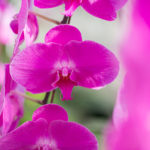 Phalaenopsis at Longwood Gardens