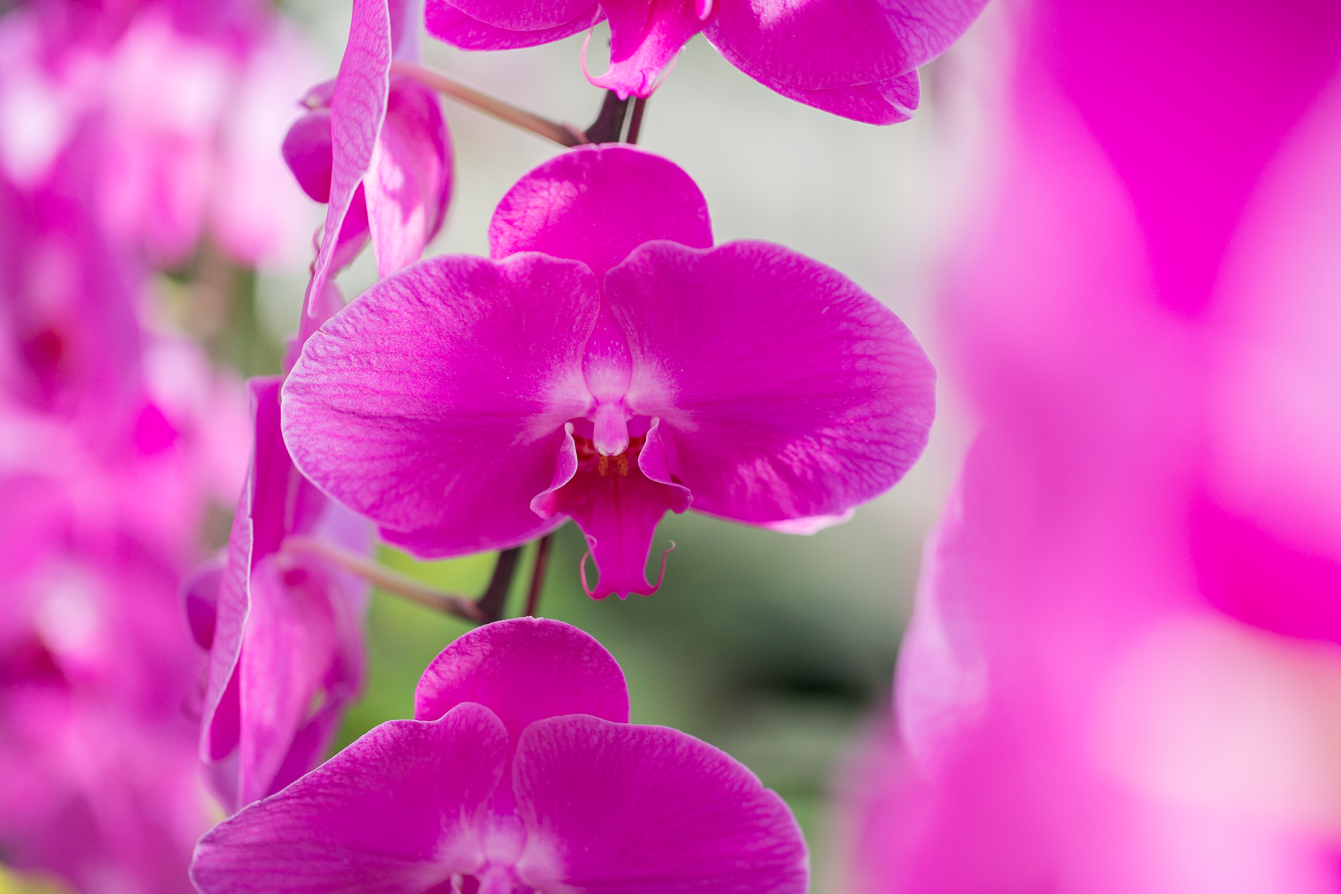 Phalaenopsis at Longwood Gardens